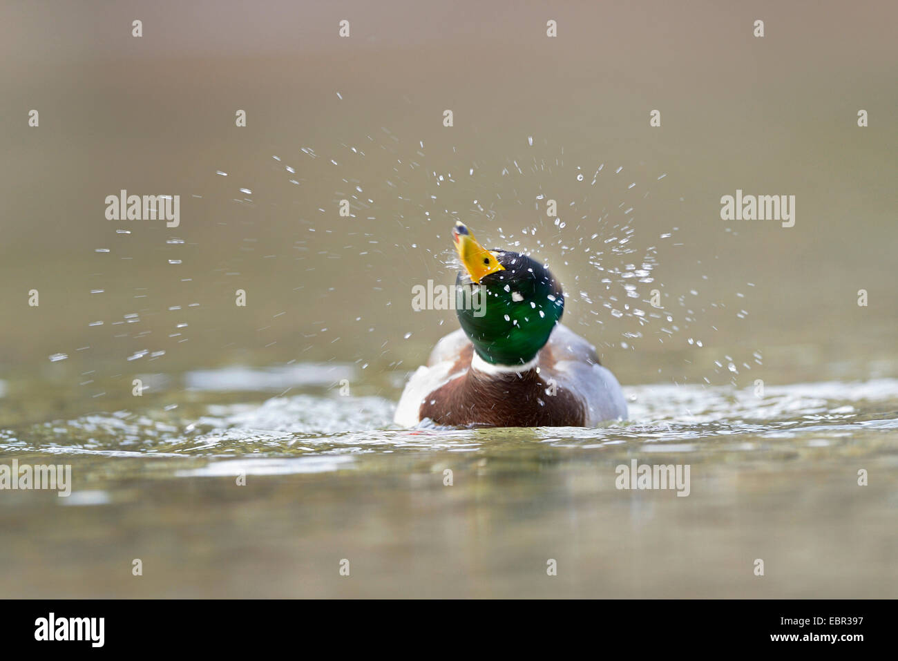 Il germano reale (Anas platyrhynchos), nuoto drake scuotendo acqua, Austria, la Stiria Foto Stock