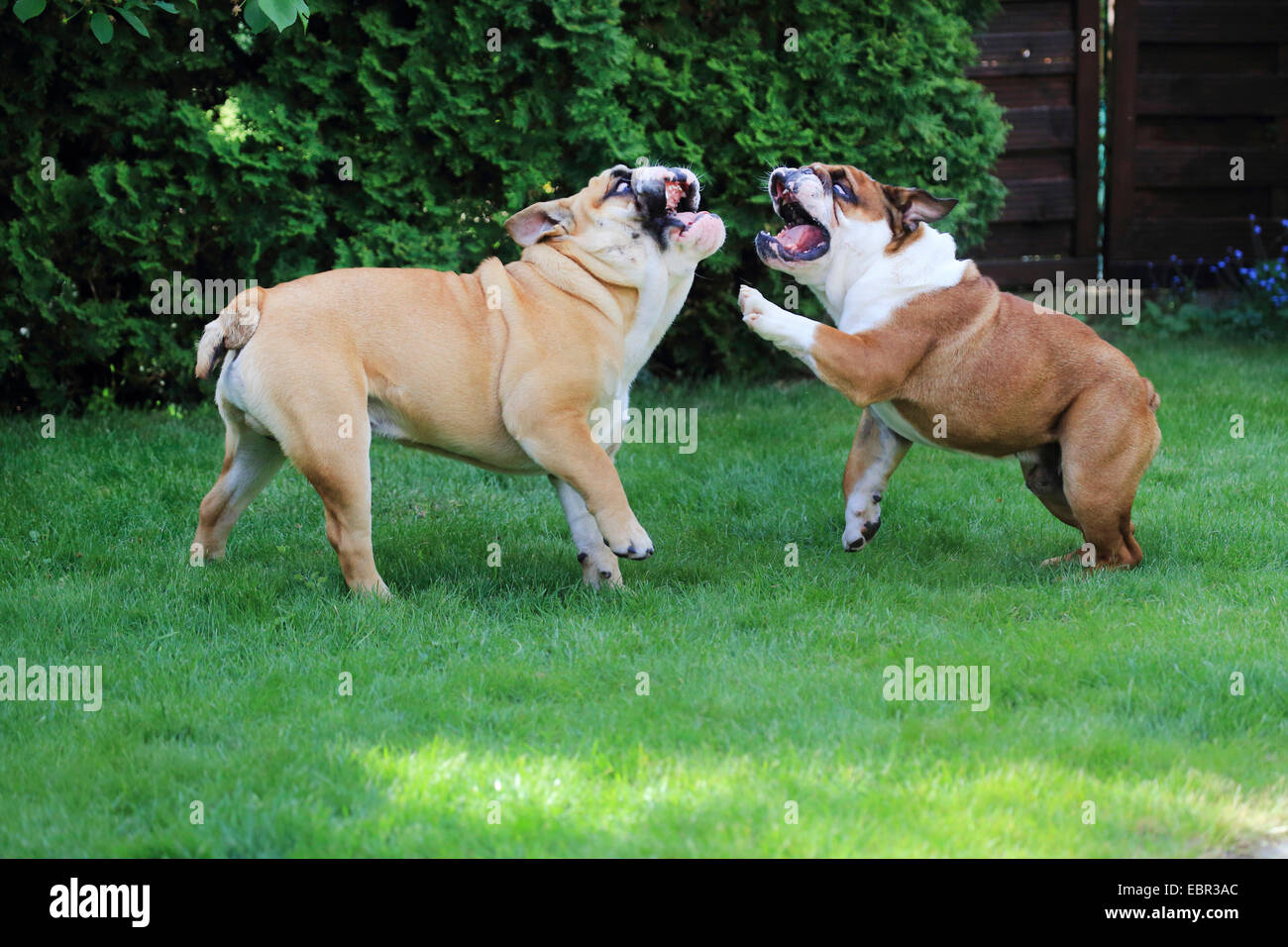 Bulldog inglese (Canis lupus f. familiaris), due bulldogs romping in un prato, Germania Foto Stock