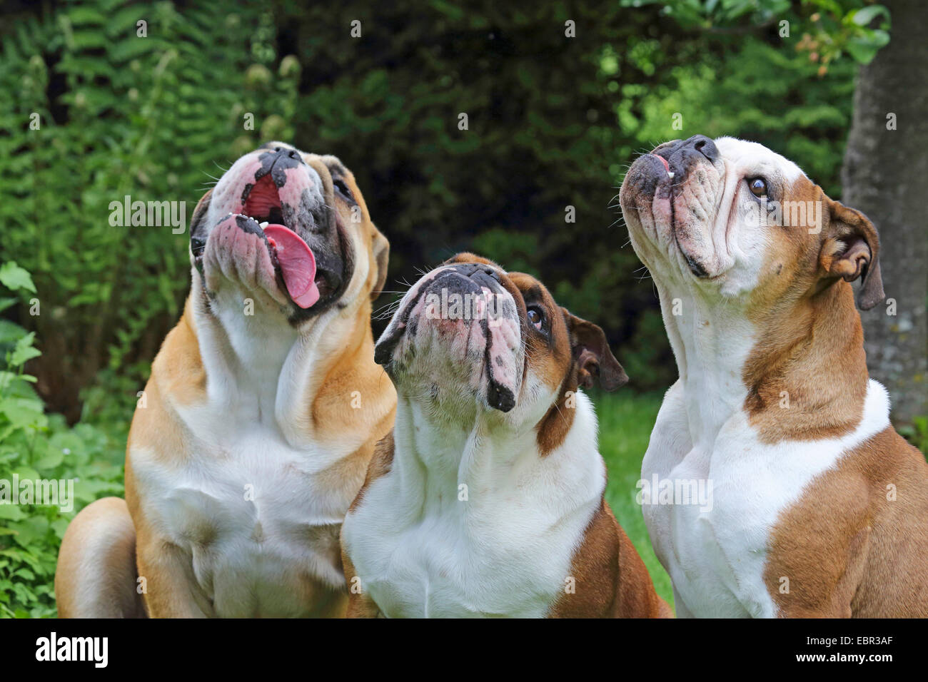 Bulldog inglese (Canis lupus f. familiaris), tre bulldogs seduti fianco a fianco e lookig fino, Germania Foto Stock