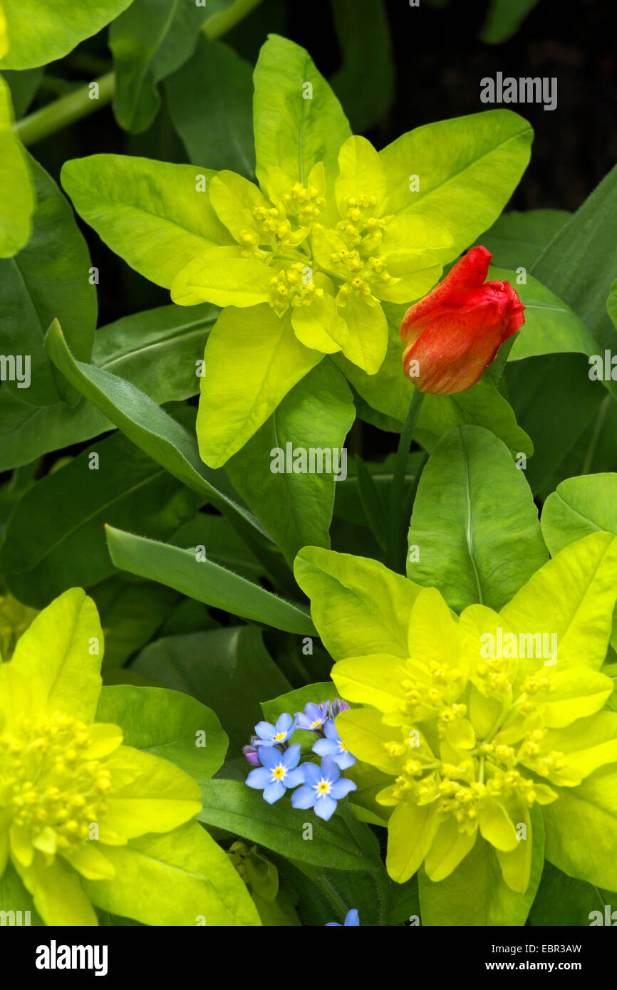 Cuscino (Euforbia Euphorbia polychroma), fiori insieme con un rosso tulip e dimenticare-me-non Foto Stock