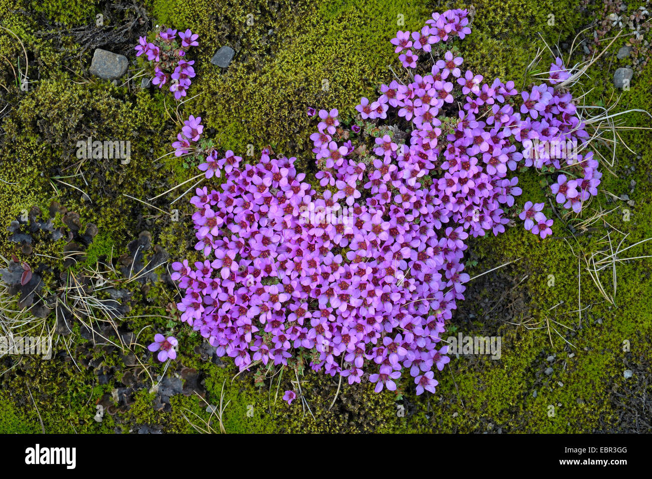 Sassifraga di montagna, viola sassifraga, twinflowered sassifraga (Saxifraga oppositifolia), fioritura tra cuscini di muschio, Islanda Foto Stock