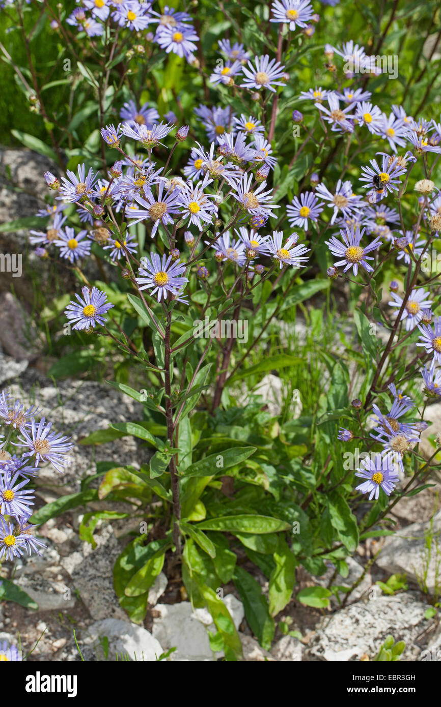 L'italiano Aster, Starwort italiano, europeo Michaelmas Daisy (Aster amellus), fioritura, Germania Foto Stock