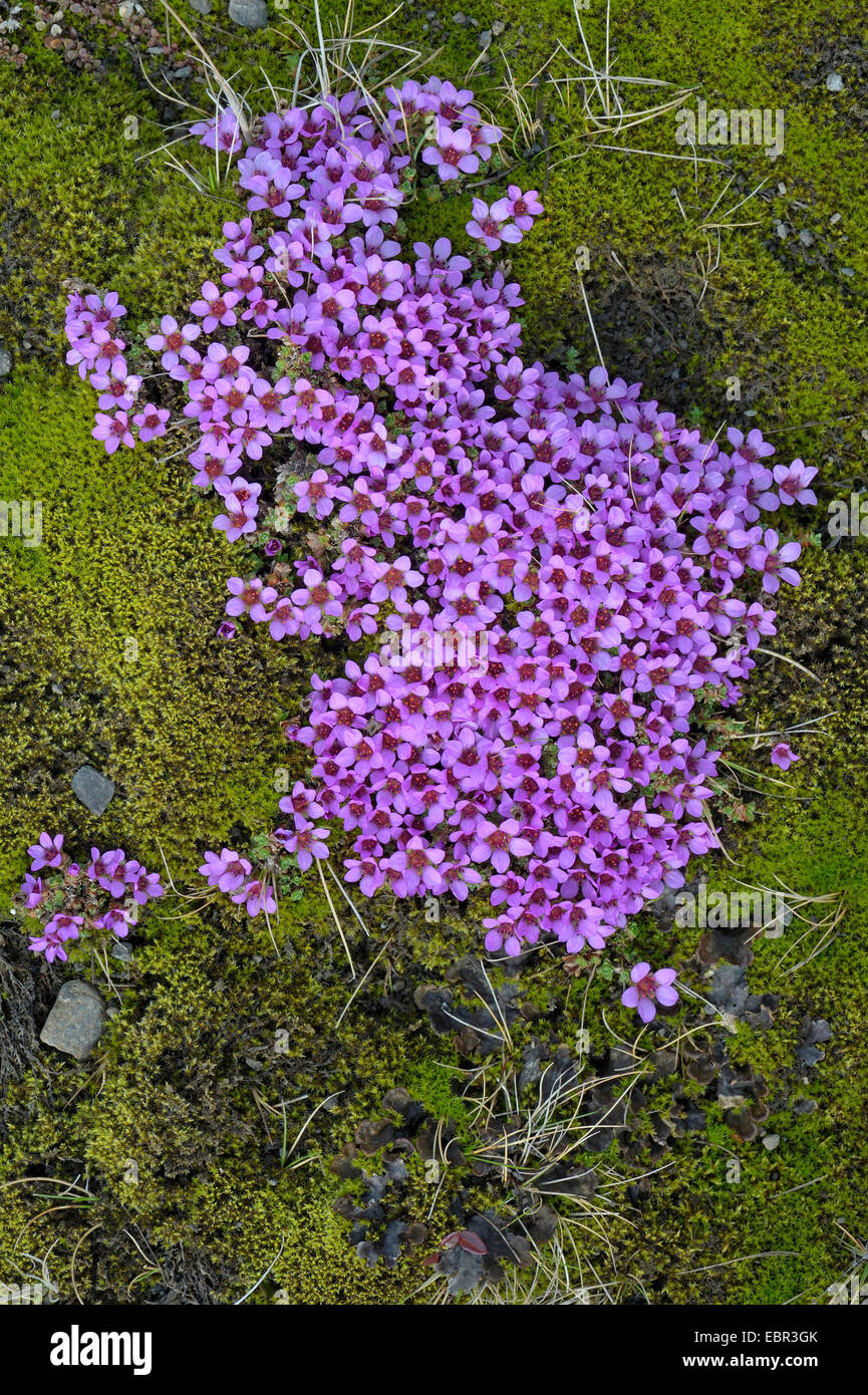 Sassifraga di montagna, viola sassifraga, twinflowered sassifraga (Saxifraga oppositifolia), fioritura tra cuscini di muschio, Islanda Foto Stock