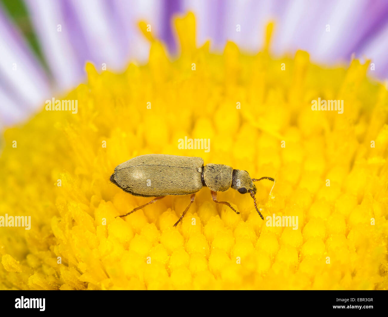 Soft-ala flower beetle (Danacea nigritarsis), mangiare il polline su Erigeron annuus, Germania Foto Stock