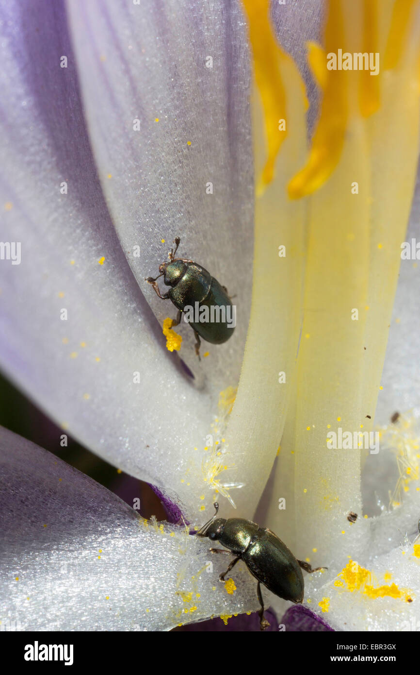 Il polline beetle (Meligethes aeneus, Brassicogethes aeneus), su un fiore cocus, Germania Foto Stock