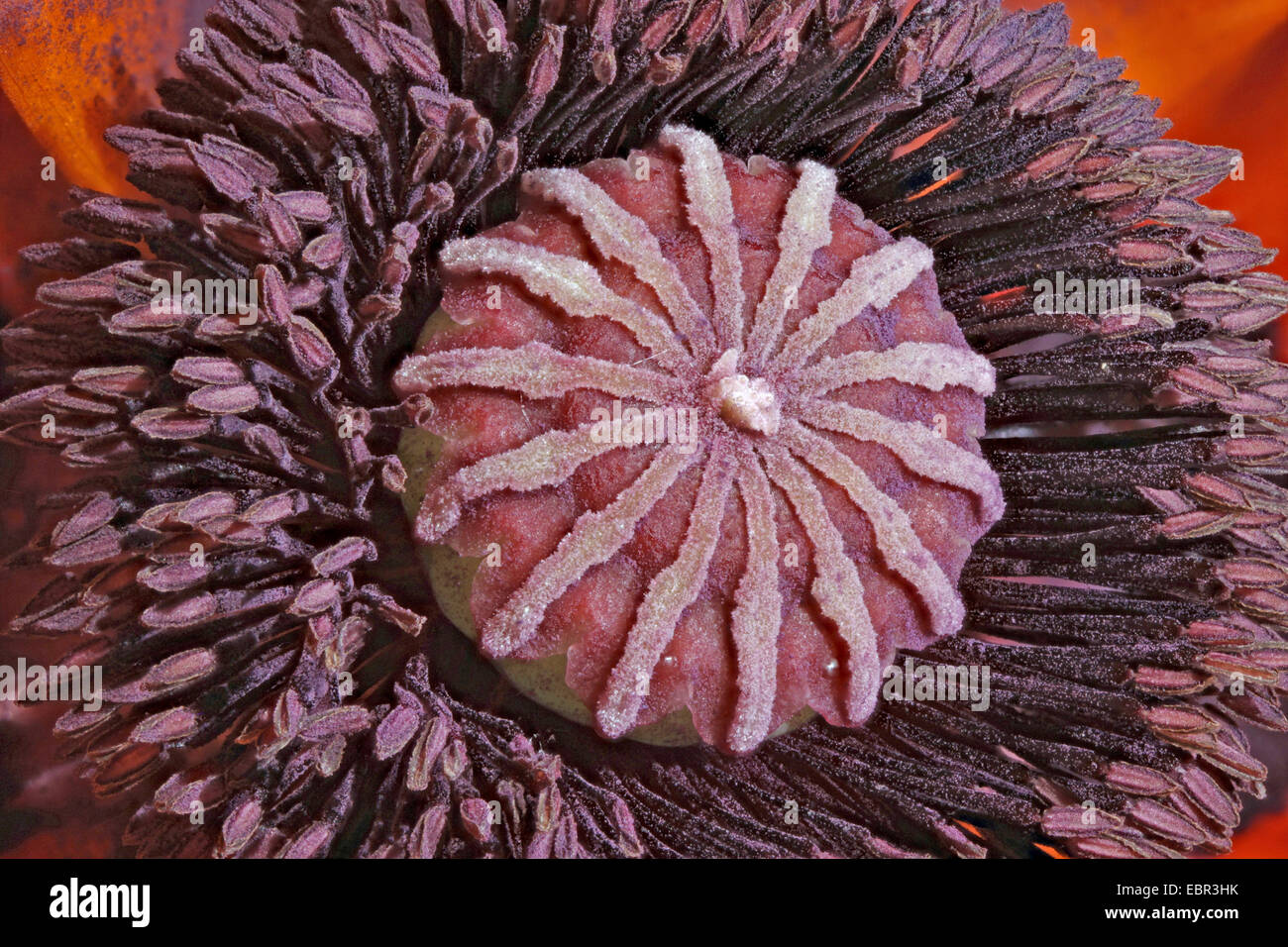 Oriental papavero (Papaver orientale), macro shot di stamina e pistillo Foto Stock
