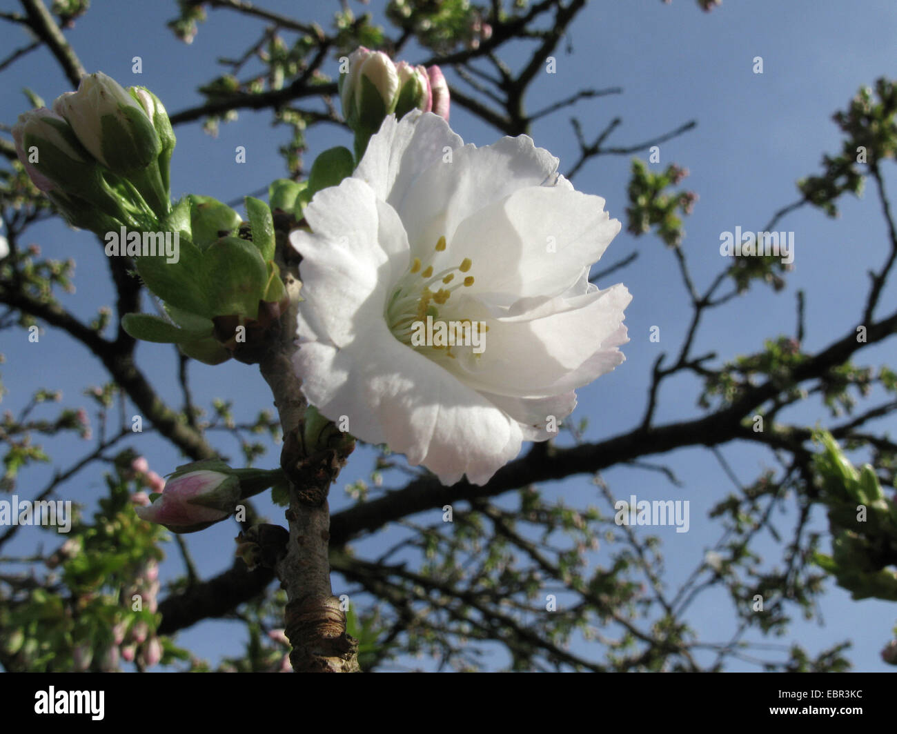 Oriental ciliegio (Prunus serrulata 'Shirotae', Prunus serrulata Shirotae), cultivar Shirotae, fiore Foto Stock
