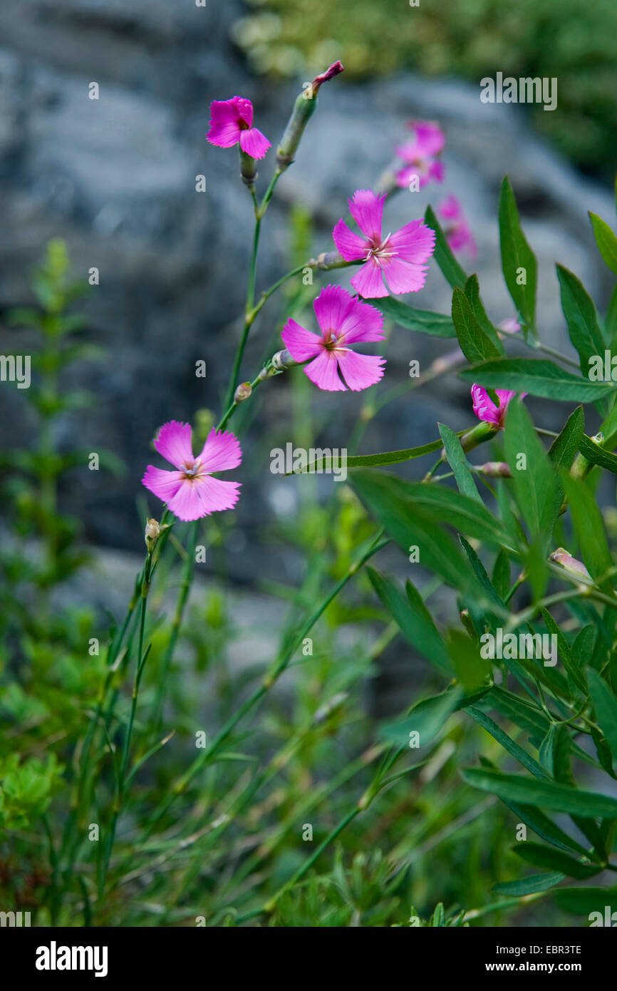 Il legno di rosa (Dianthus sylvestris), fioritura, Svizzera Foto Stock