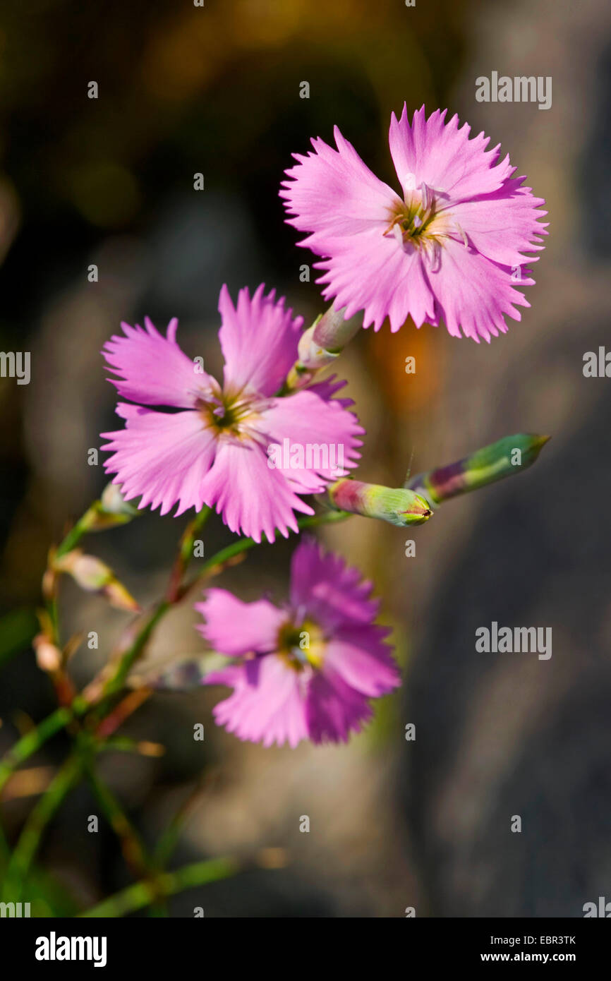 Il legno di rosa (Dianthus sylvestris), fioritura, Svizzera Oberland bernese Foto Stock