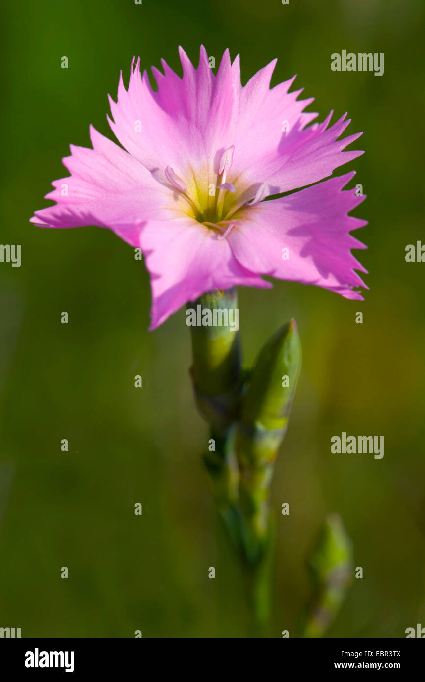 Il legno di rosa (Dianthus sylvestris), fiore, Svizzera Oberland bernese Foto Stock