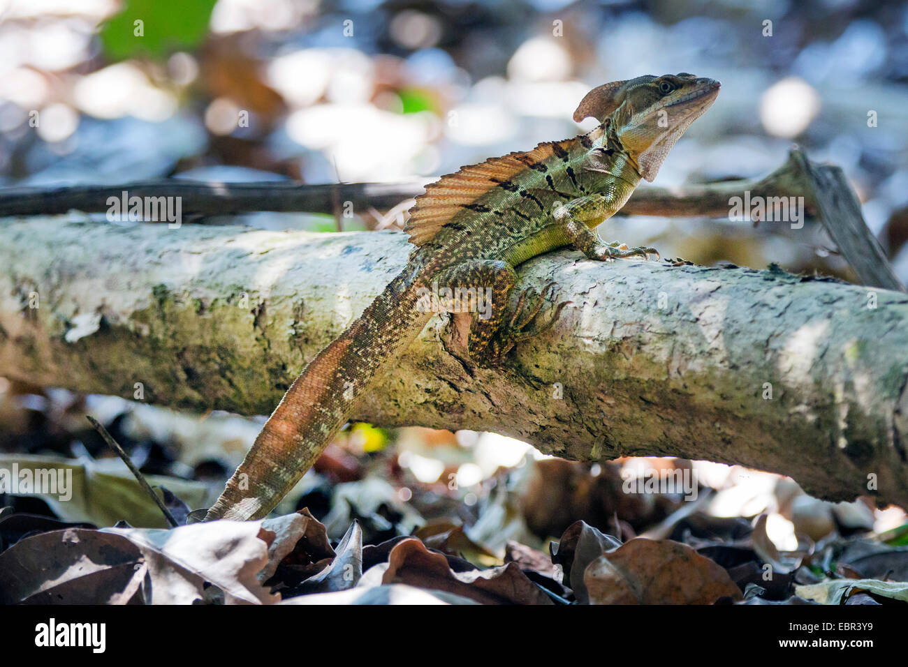 Basilisk comune (cfr. Basiliscus Basiliscus), maschio, Costa Rica, Manuel Antonio National Park Foto Stock