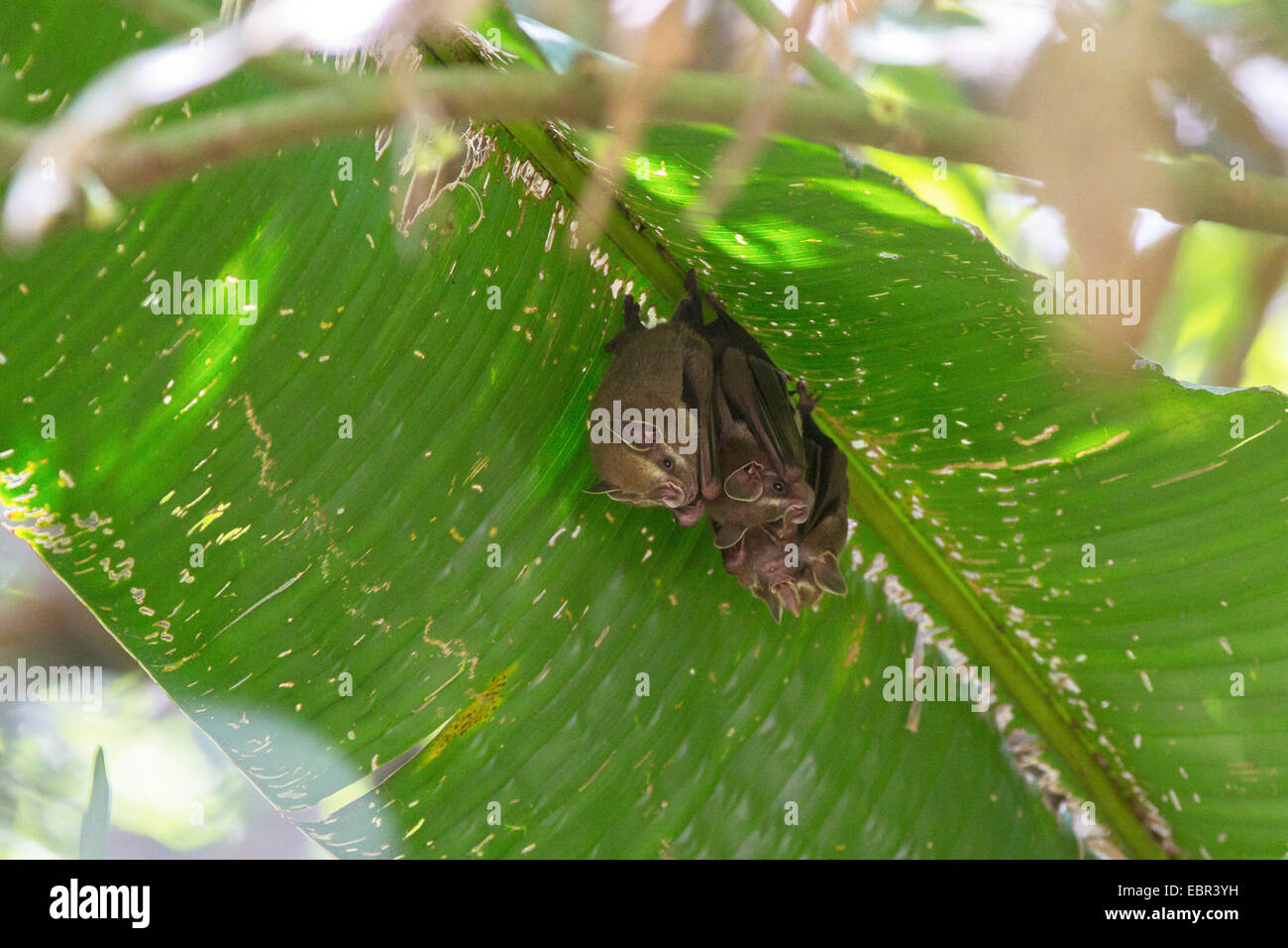 Bat (cfr. Uroderma bilobatum), piccolo gruppo al di sotto di una foglia Helikonia, Costa Rica Foto Stock
