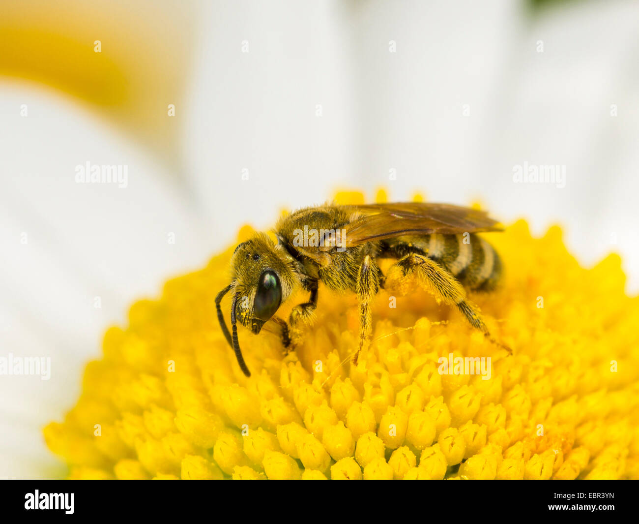 Il sudore bee (Halictus confusus), femmina rovistando rovistando su oy-Margherita occhio (Leucanthemum vulgare), Germania Foto Stock