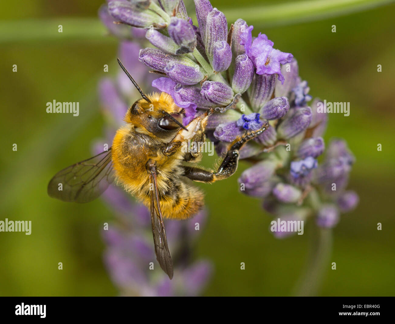 Megachile maritima (Megachile maritima), maschio rovistando in inglese (lavanda Lavendula angustifolia), Germania Foto Stock