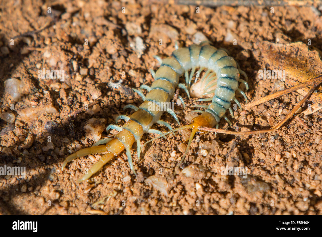 Millepiedi, chilopodians (Scolopendra heros arizonensis), sul terreno, USA, Arizona, Phoenix Foto Stock