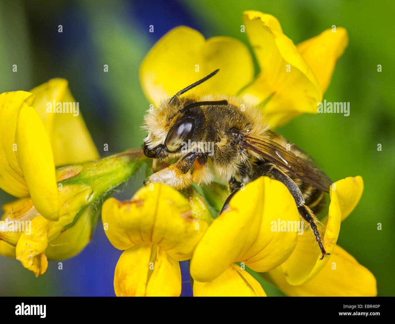 Leafcutter Bee (Megachile willughbiella), maschio su Bird's-piede fiore di trifoglio (Lotus corniculatus), Germania Foto Stock Leafcutter Bee (Megachile willughbiella), maschio su Bird's-piede fiore di trifoglio (Lotus corniculatus), Germania Foto Stock