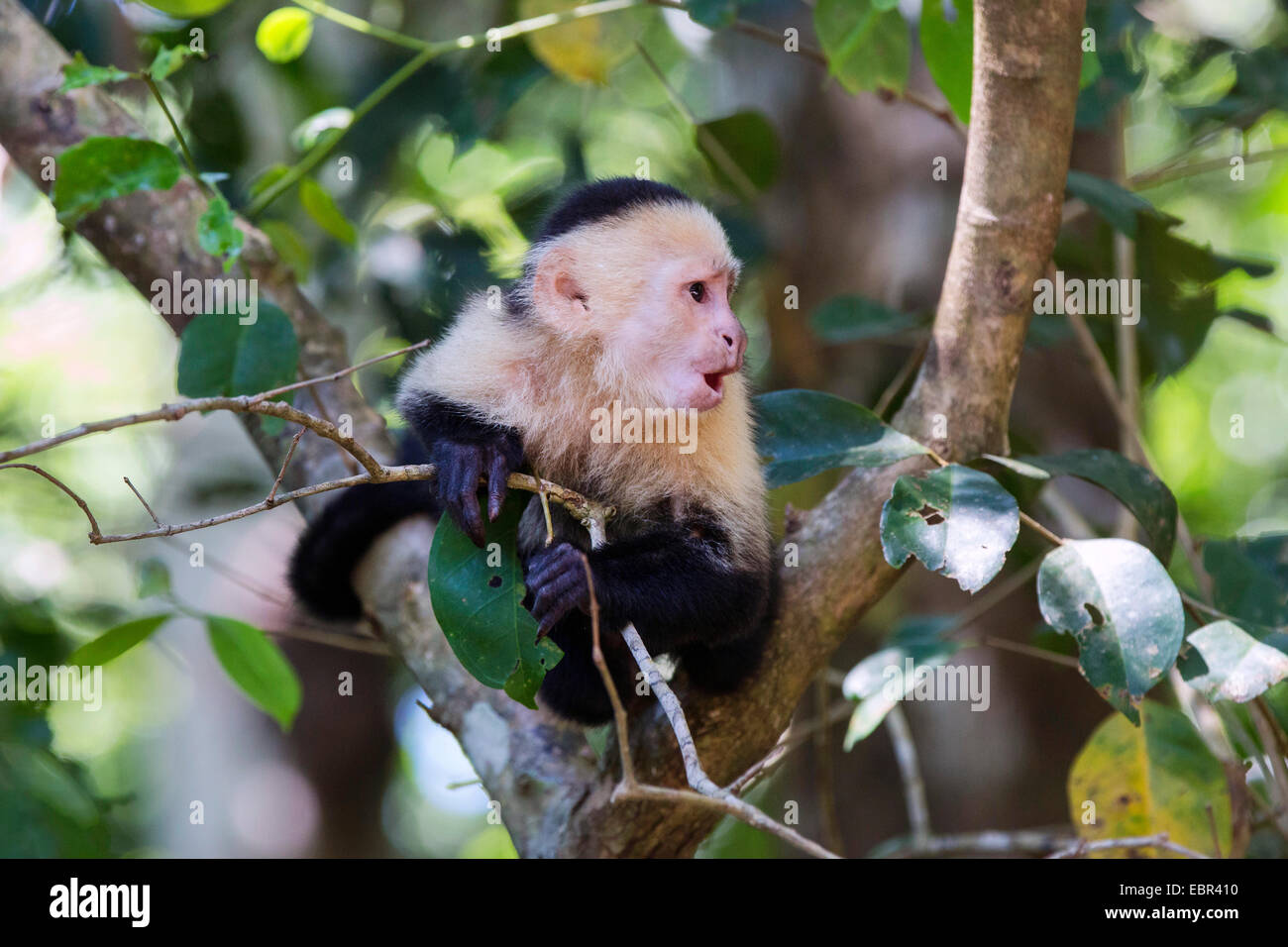 Bianco-throated cappuccino (Cebus capucinus), chiamando su un albero, Costa Rica, Manuel Antonio National Park Foto Stock