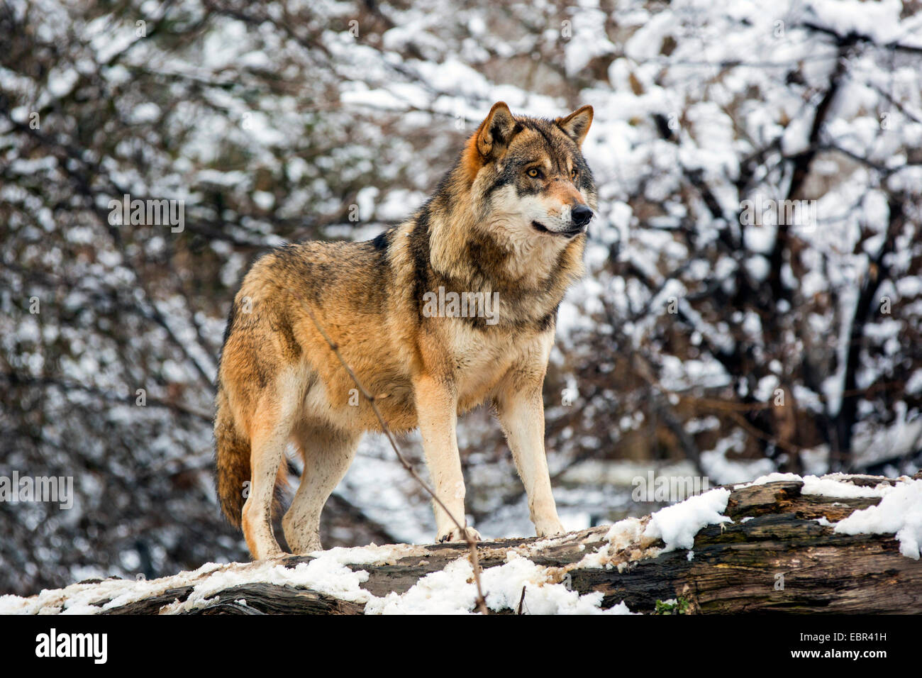 Unione lupo (Canis lupus lupus), fissaggio, su rovesciato tronco di albero nel paesaggio innevato, Germania Foto Stock