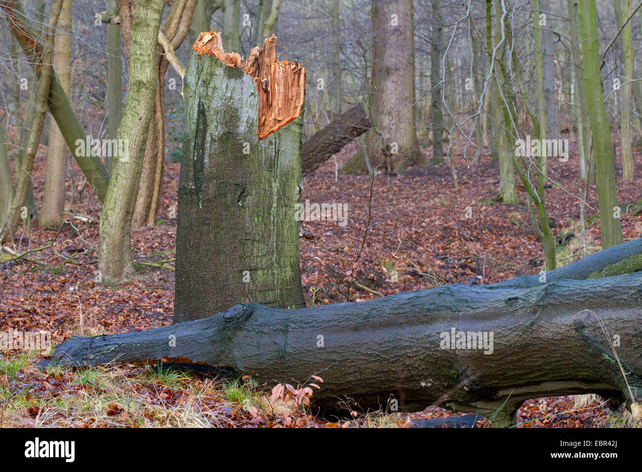 Comune di faggio (Fagus sylvatica), albero rotto in una foresta, storm perdita, Germania Foto Stock