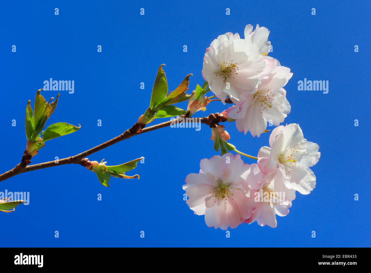 Ciliegio (Prunus spec.), ornamentali in fiore ciliegio Foto Stock