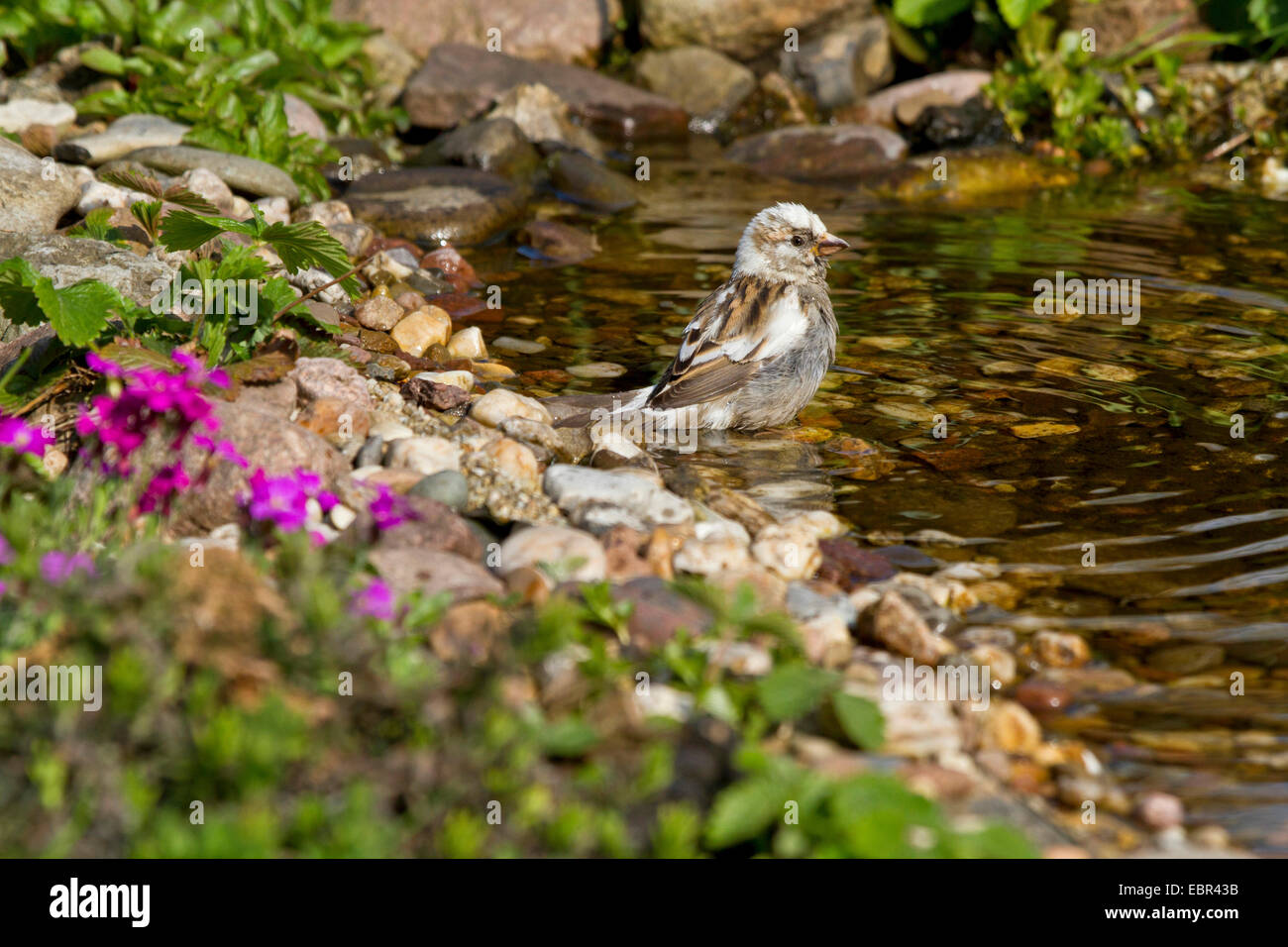 Casa passero (Passer domesticus), Parziale albinotic femmina nel torrente, Germania Foto Stock