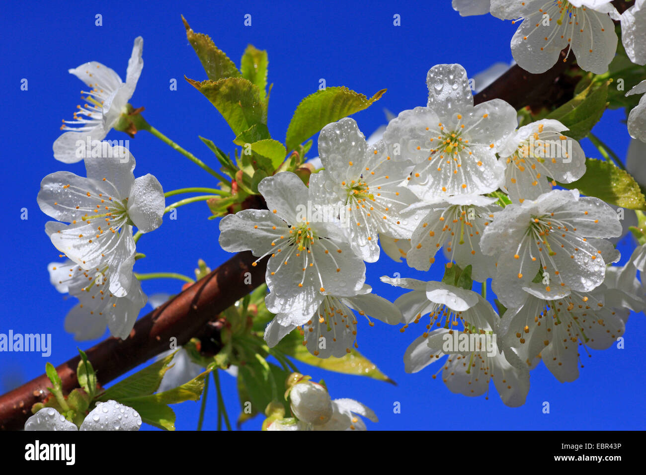 Ciliegio (Prunus spec.), ornamentali in fiore ciliegio Foto Stock