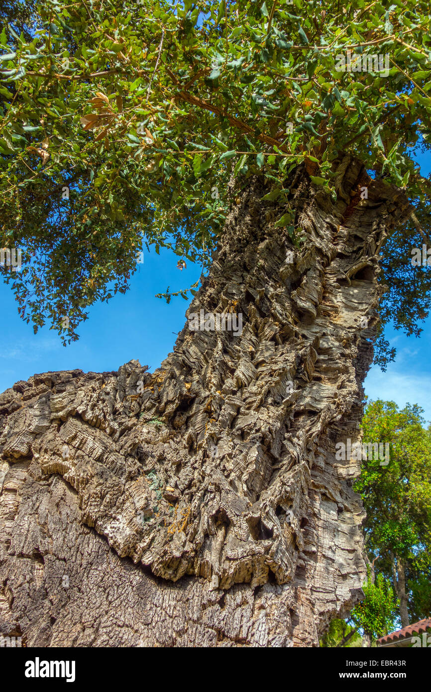 Cork Oak tree con spessa Corteccia di Quercus suber contro il cielo blu Foto Stock