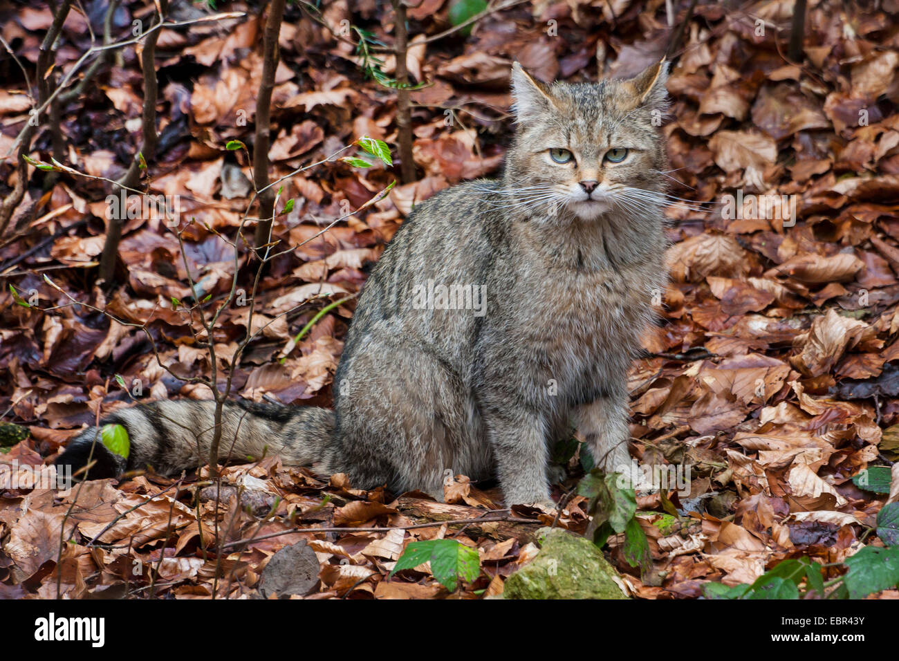 Gatto selvatico europeo, foresta gatto selvatico (Felis silvestris silvestris), seduta sul terreno del fogliame in una foresta, in Germania, in Baviera, il Parco Nazionale della Foresta Bavarese Foto Stock