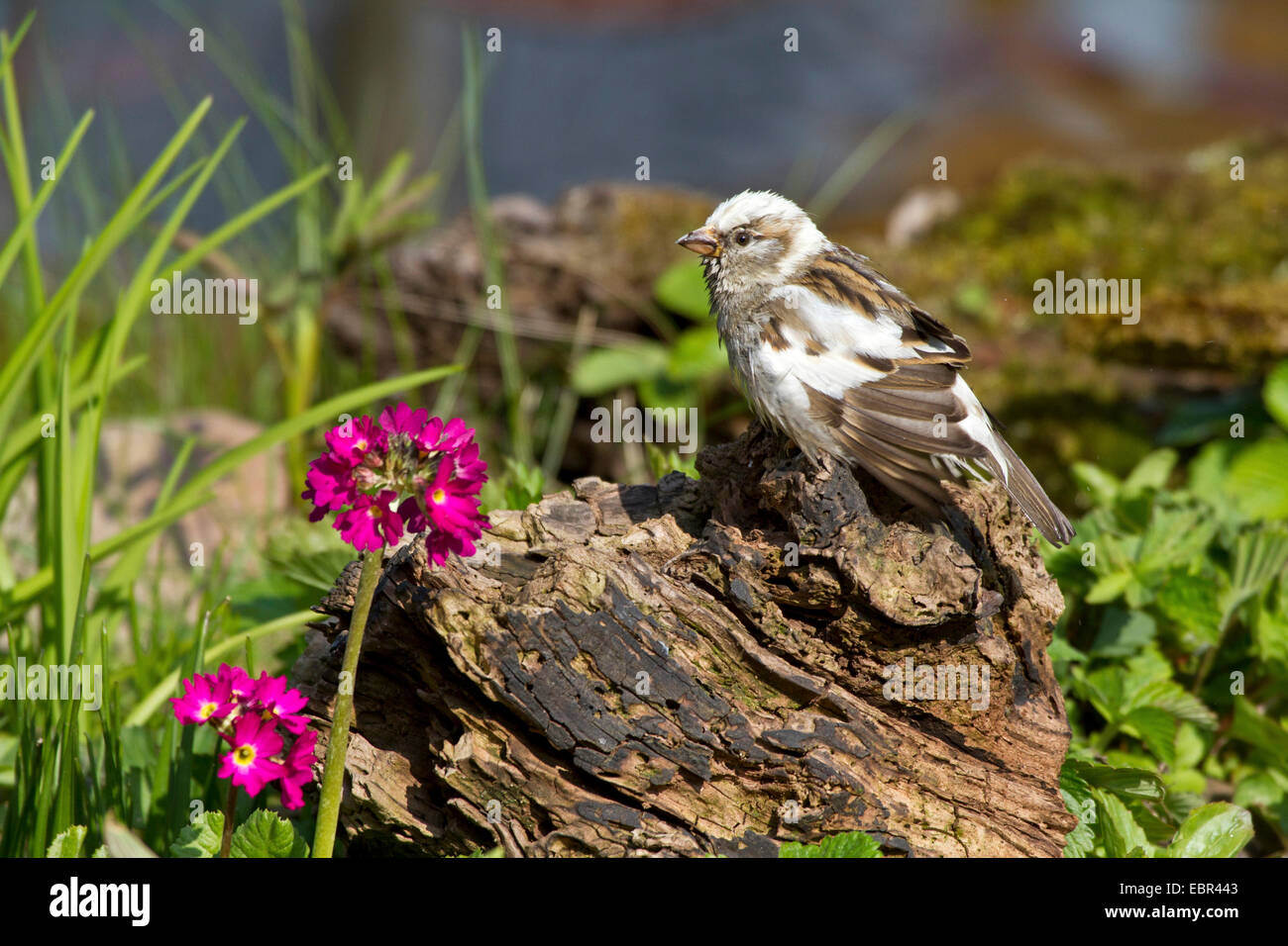 Casa passero (Passer domesticus), Parziale albinotic femmina alla creek, Germania Foto Stock