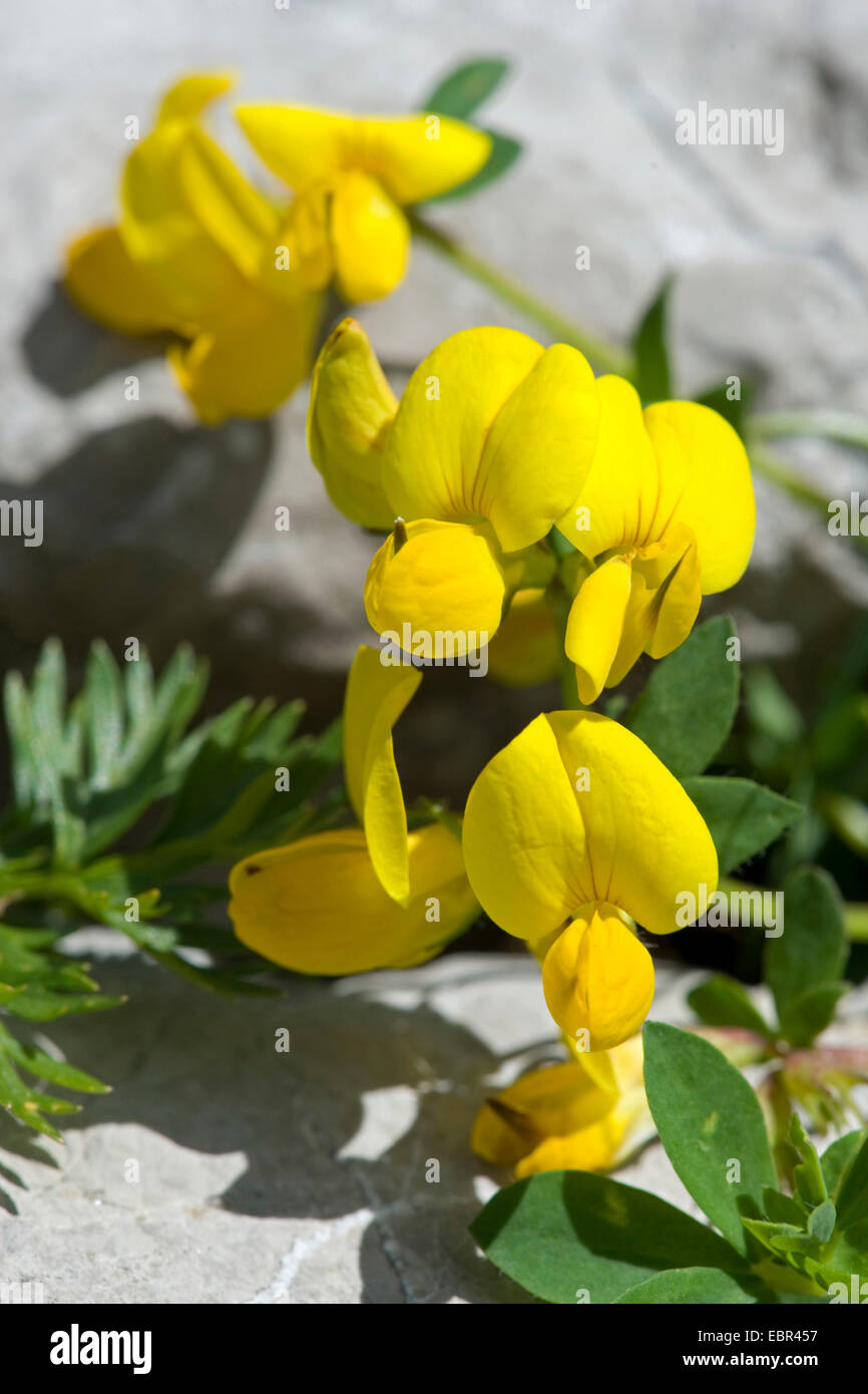Alpine-birdsfoot trefoil (Lotus alpinus), fioritura, Germania Foto Stock