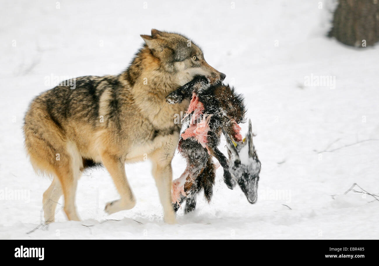 Unione lupo (Canis lupus), con il cadavere di una capra nella sua bocca, Germania Foto Stock