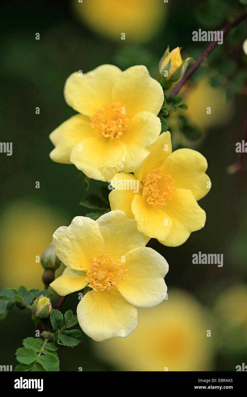 Rosa d oro della Cina, Padre Hugo rosa (Rosa hugonis (Rosa xanthina fo. hugonis)), fiori Foto Stock