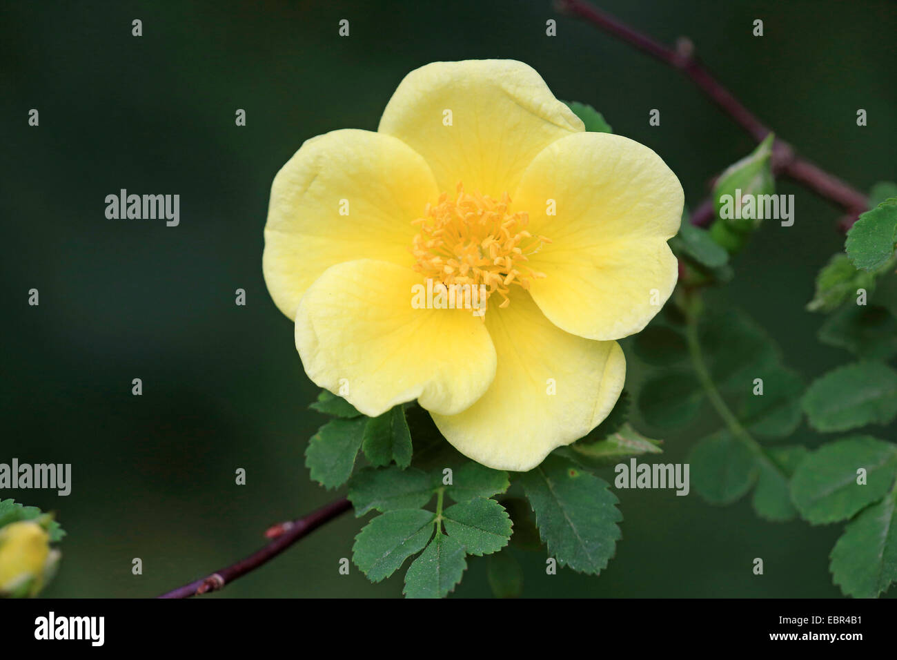 Rosa d oro della Cina, Padre Hugo rosa (Rosa hugonis (Rosa xanthina fo. hugonis)), fiori Foto Stock