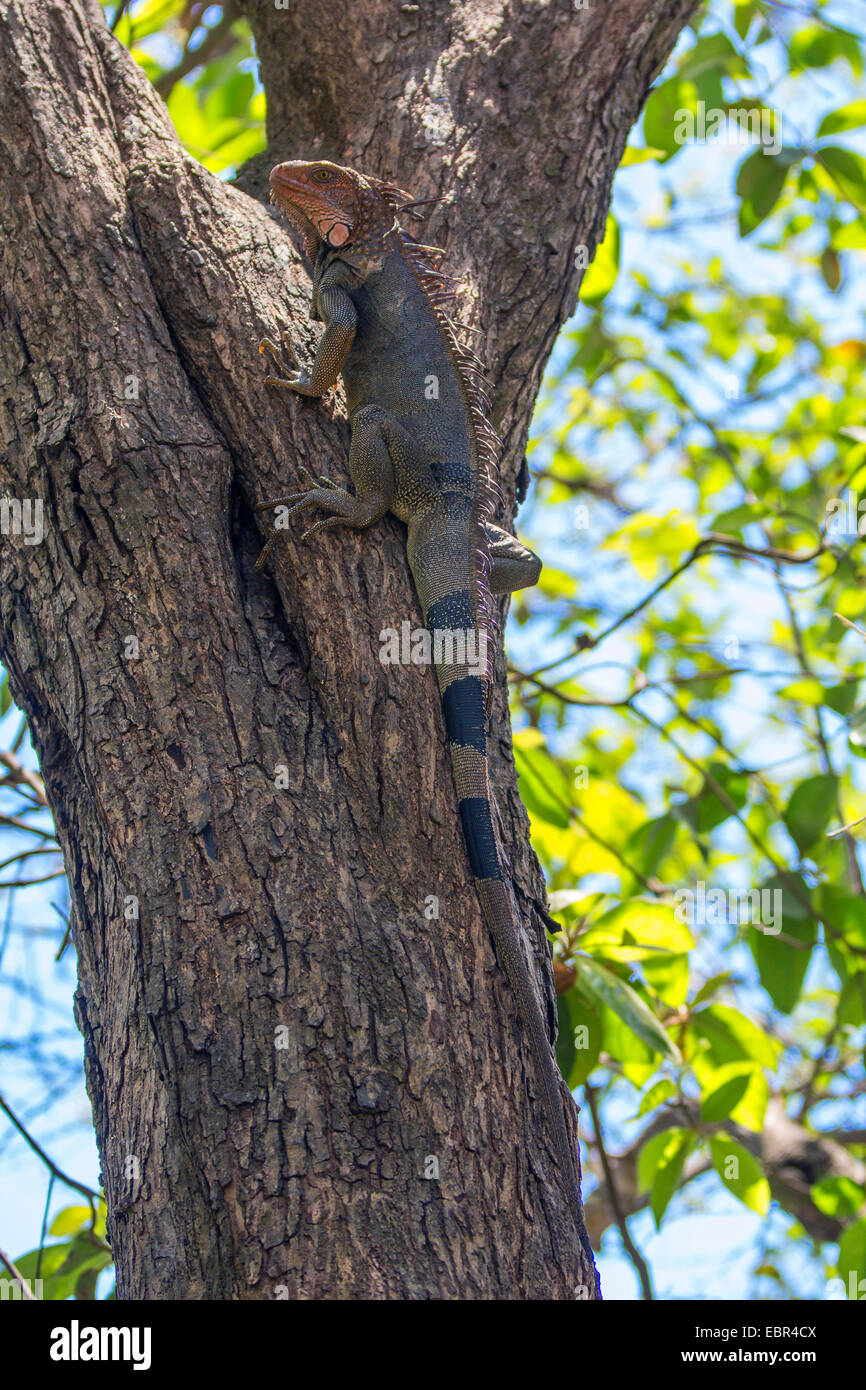Iguana verde, comune (iguana Iguana iguana), grande maschio si arrampica su un albero, Costa Rica Foto Stock