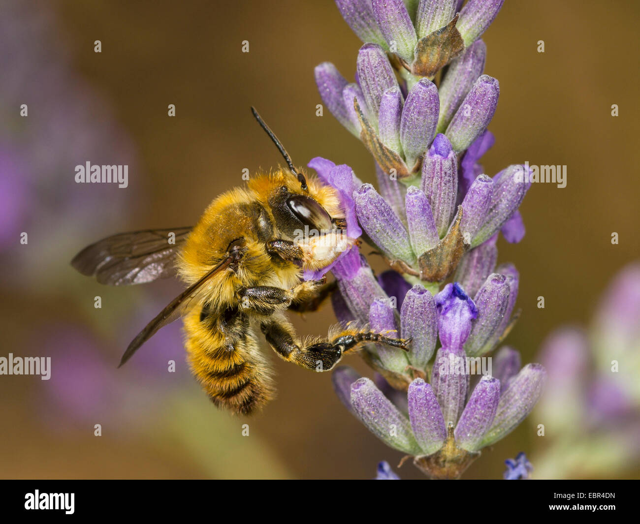 Megachile maritima (Megachile maritima), maschio rovistando in inglese (lavanda Lavendula angustifolia), Germania Foto Stock