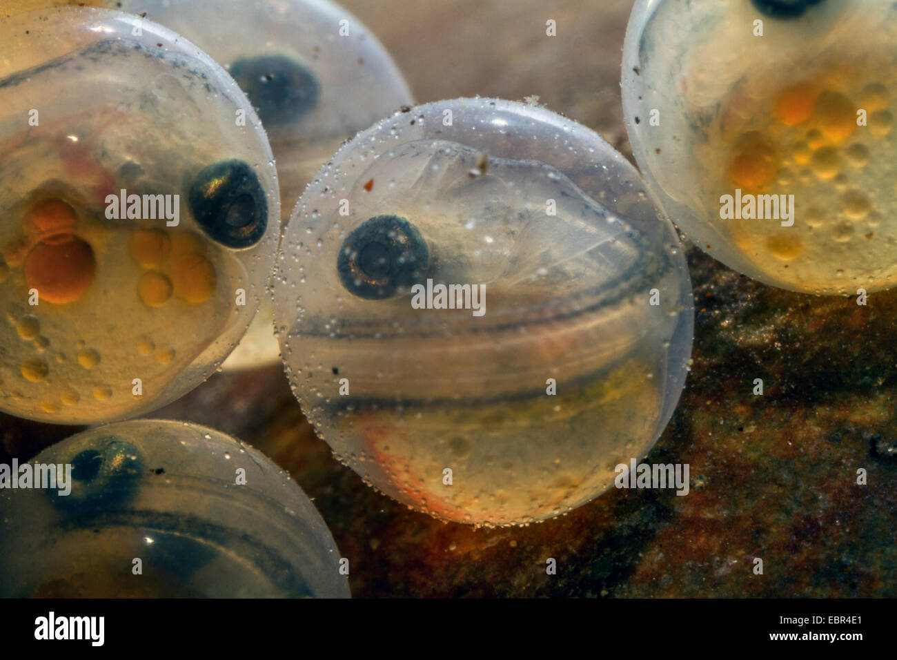 Temolo (Thymallus thymallus), uova appena prima schiusa delle larve visibili Foto Stock