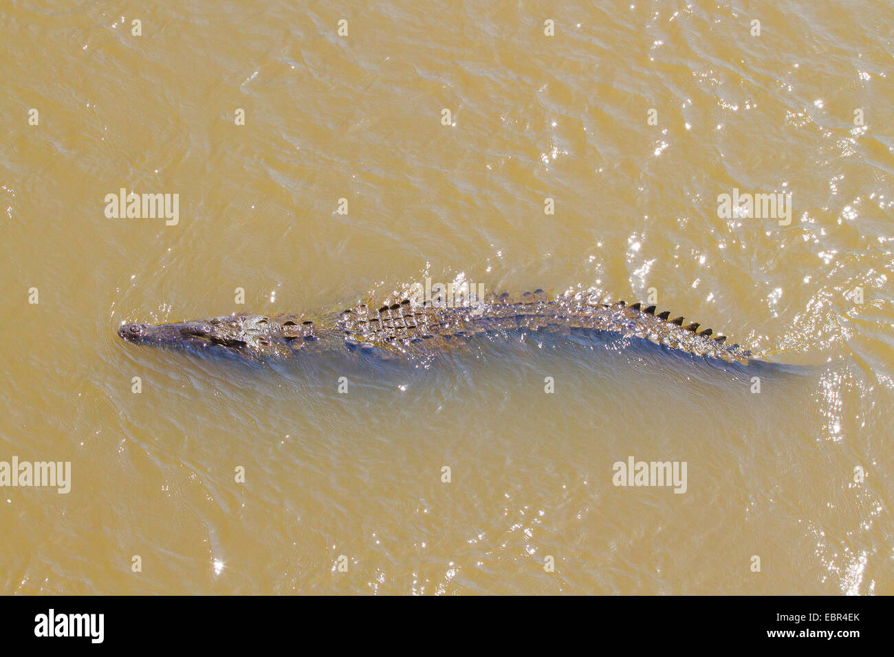 Coccodrillo americano (Crocodylus acutus), nuoto, Costa Rica, Rio Tarcoles Foto Stock