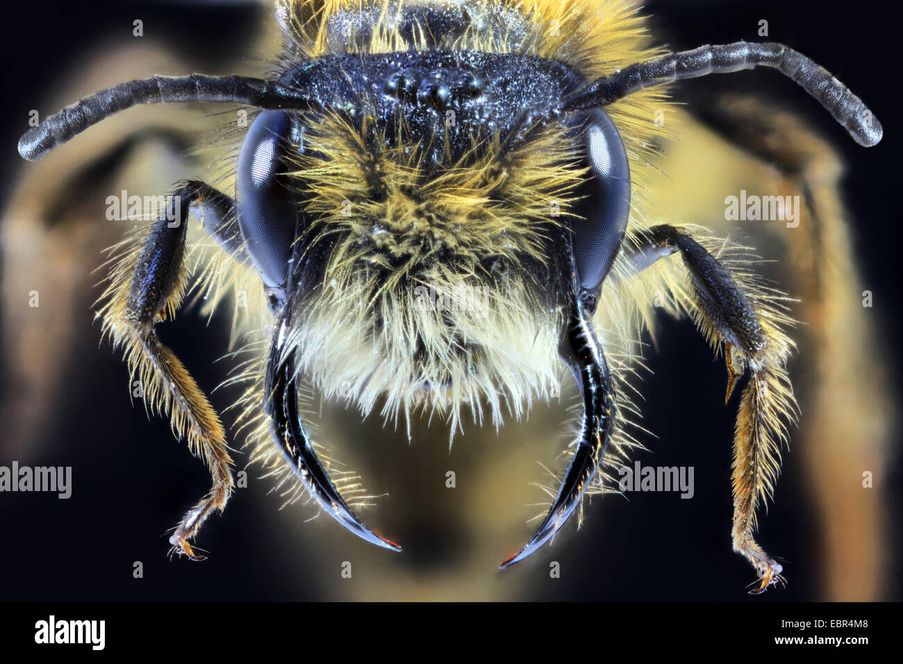 Inizio Mining Bee (Andrena haemorrhoa), ritratto, Germania Foto Stock