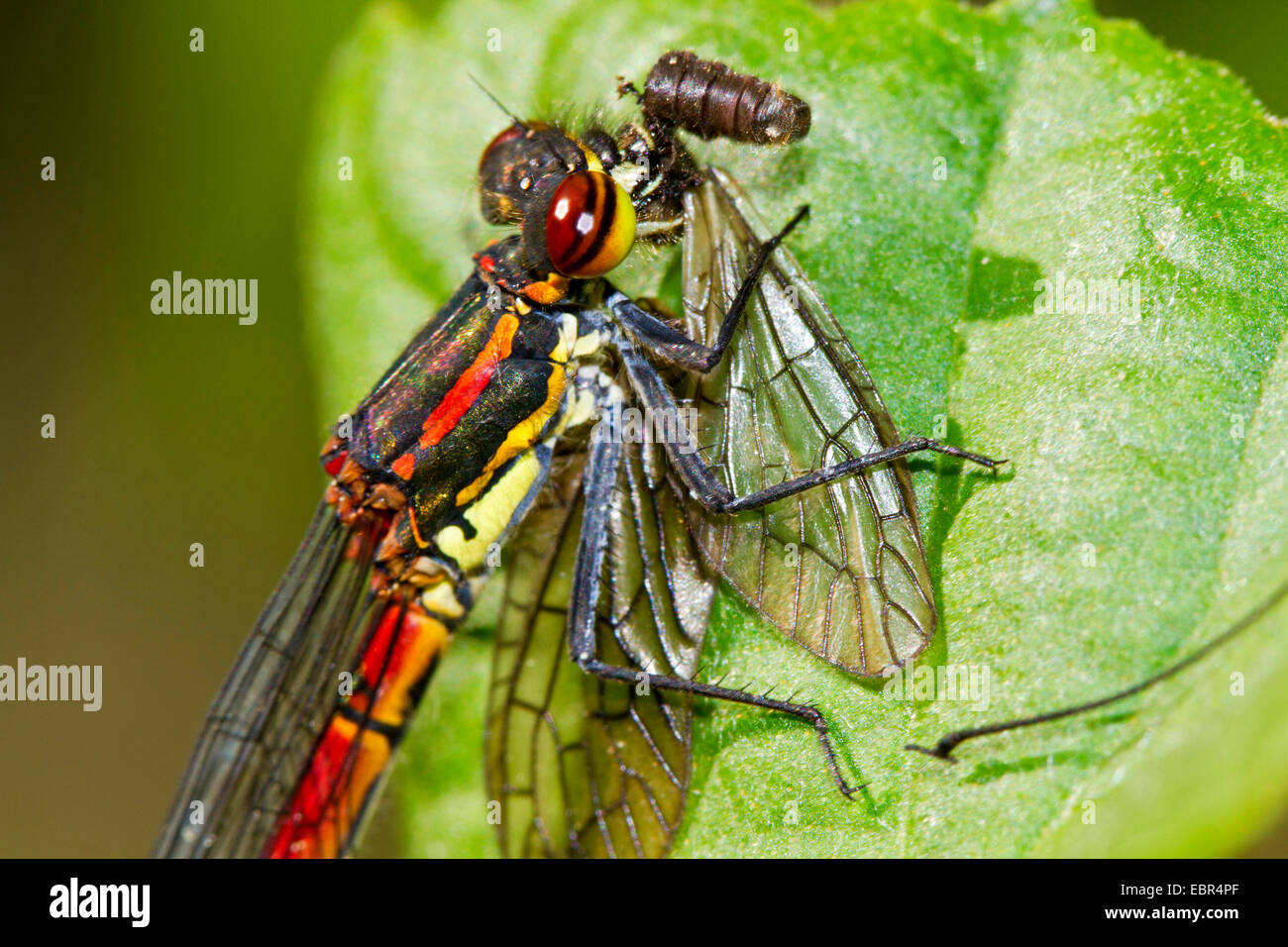 Rossi di grandi dimensioni (damselfly Pyrrhosoma nymphula), maschio alimentazione, Germania Foto Stock