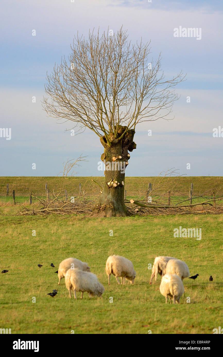 Gli animali domestici delle specie ovina (Ovis ammon f. aries), regione del Basso Reno con pollarded Willow e le pecore, in Germania, in Renania settentrionale-Vestfalia Foto Stock