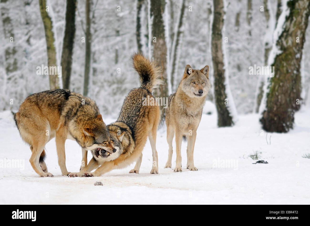 Unione lupo (Canis lupus), i lupi nella neve, Germania Foto Stock