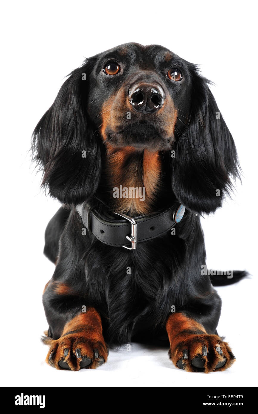 Con i capelli lunghi Bassotto a pelo lungo cane salsiccia, cane domestico (Canis lupus f. familiaris), giacente nero-maschio dai capelli , Germania Foto Stock