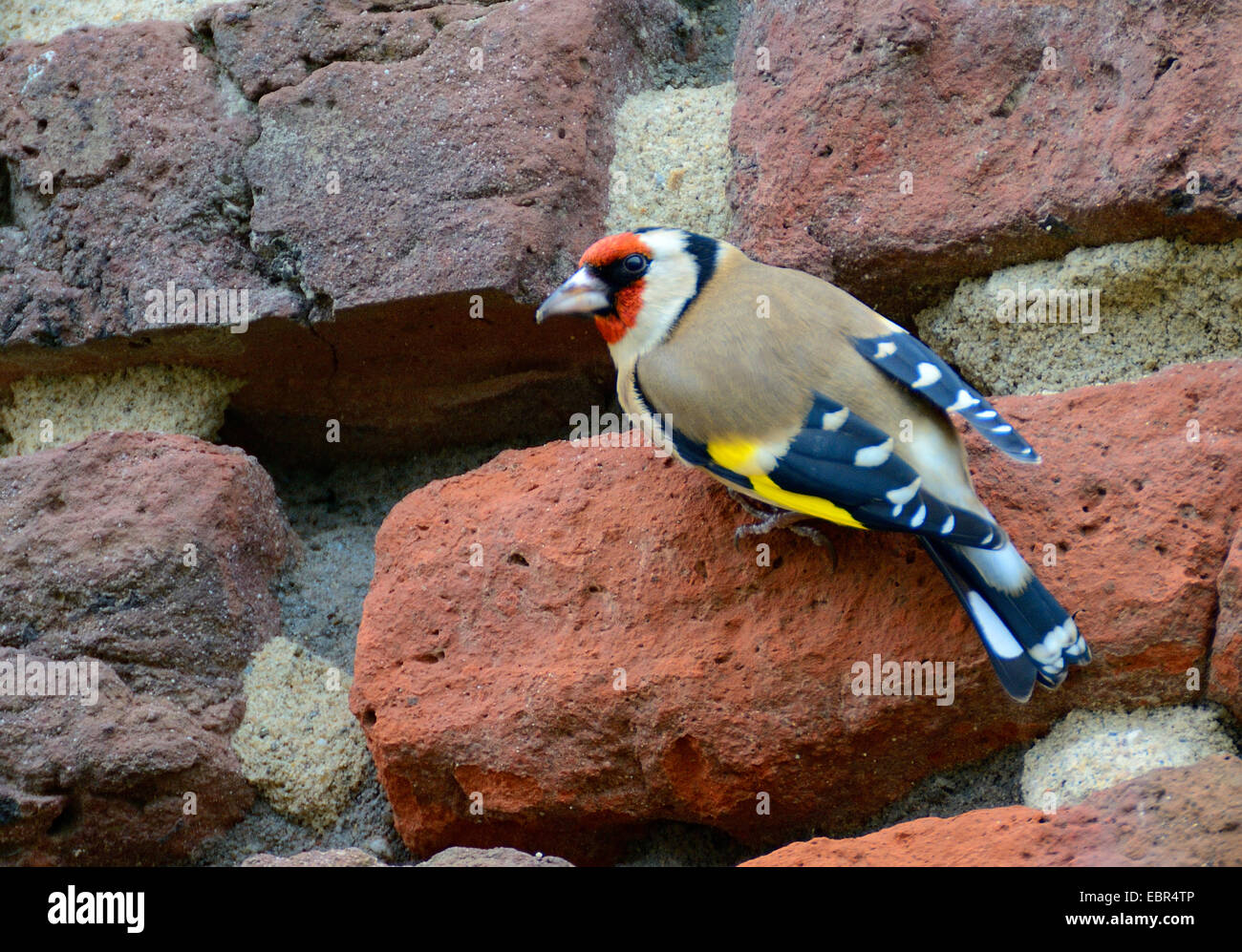 Eurasian cardellino (Carduelis carduelis), raccoglie minerali dal cemento di un vecchio muro di mattoni, Germania Foto Stock