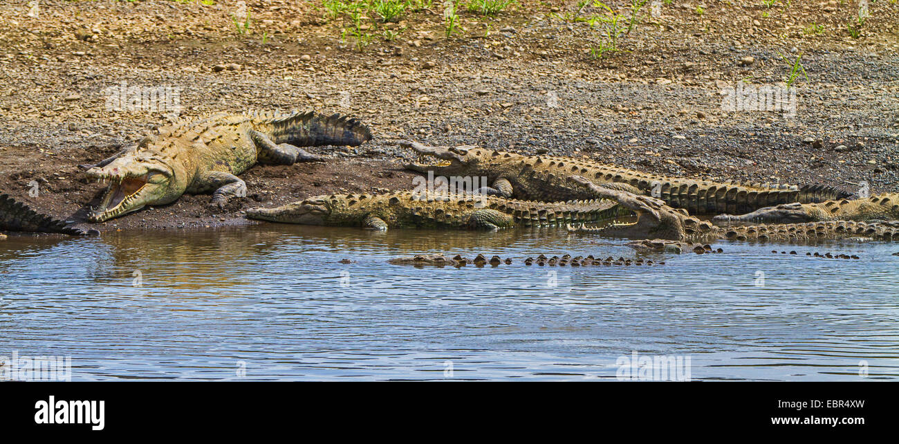 Coccodrillo americano (Crocodylus acutus), gruppo a prendere il sole sulla riva, Costa Rica, Rio Tarcoles Foto Stock