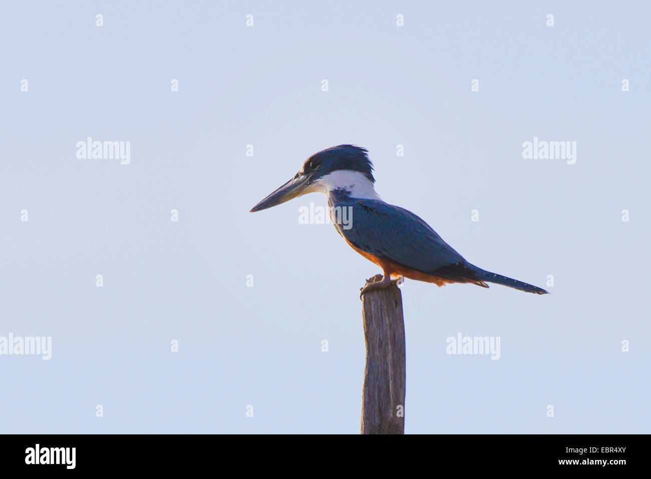 Di inanellare kingfisher (Megaceryle torquata), seduto su un palo di legno, Costa Rica Foto Stock