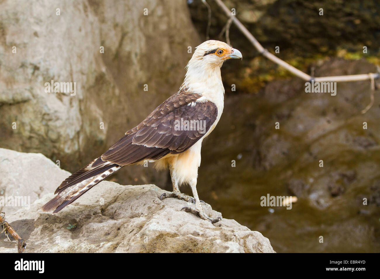 Giallo-testa (caracara Milvago chimachima), seduto su una pietra presso la banca di fiume, Costa Rica, Rio Tarcoles Foto Stock