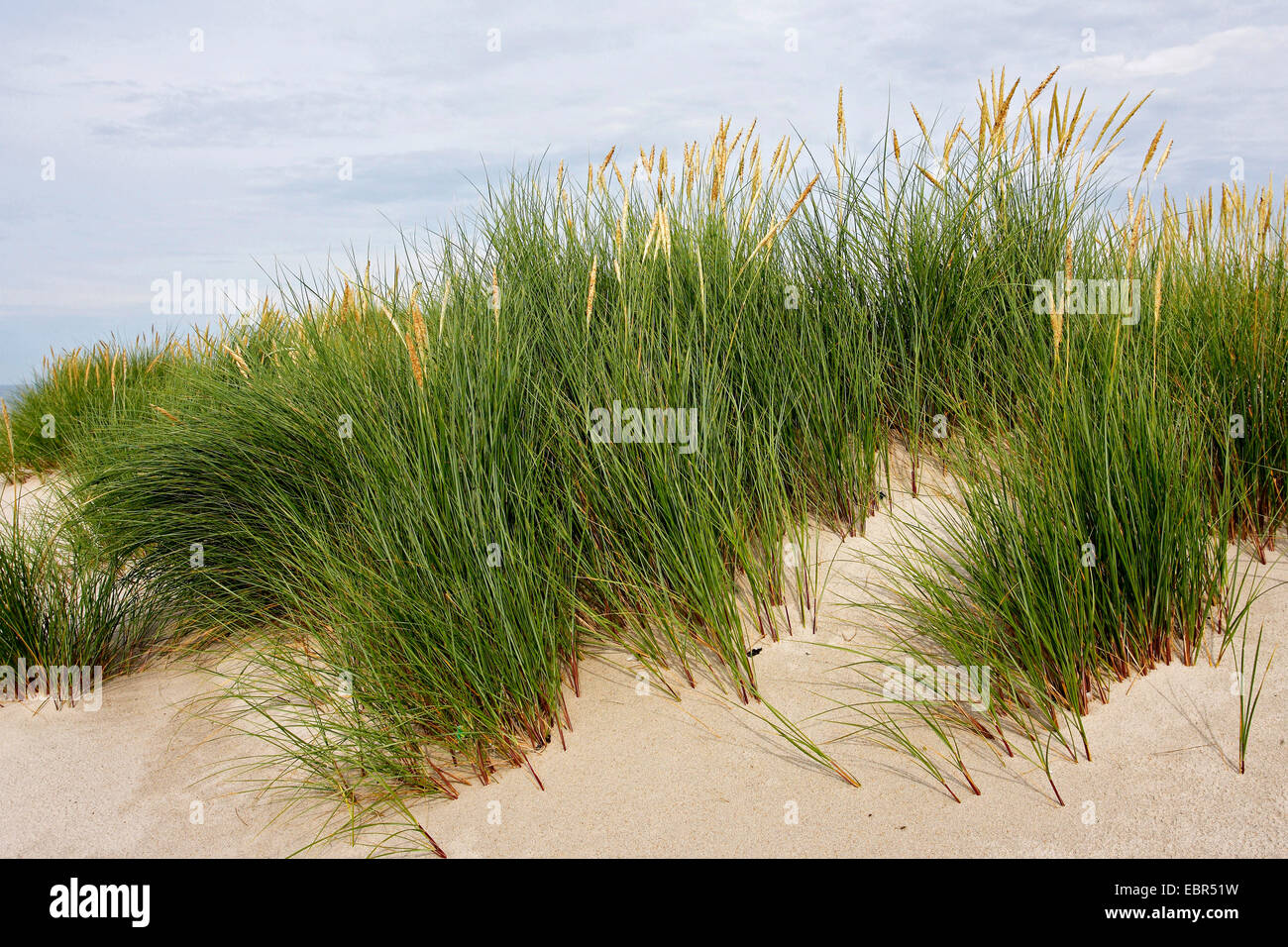 Spiaggia di erba, beachgrass europea, marram erba, psamma, sabbia di mare-reed (Ammophila arenaria), dune con beachgrass, Germania, Schleswig-Holstein, Isola di Helgoland Foto Stock