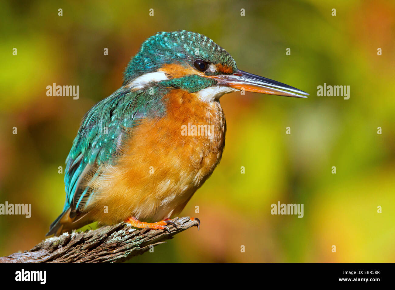 Fiume kingfisher (Alcedo atthis), femmina su lookout, Germania Foto Stock