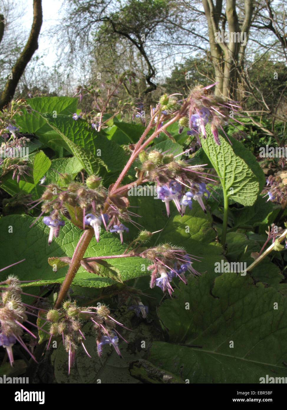 Abramo, Isacco e Jakob (Trachystemon orientalis), fioritura Foto Stock