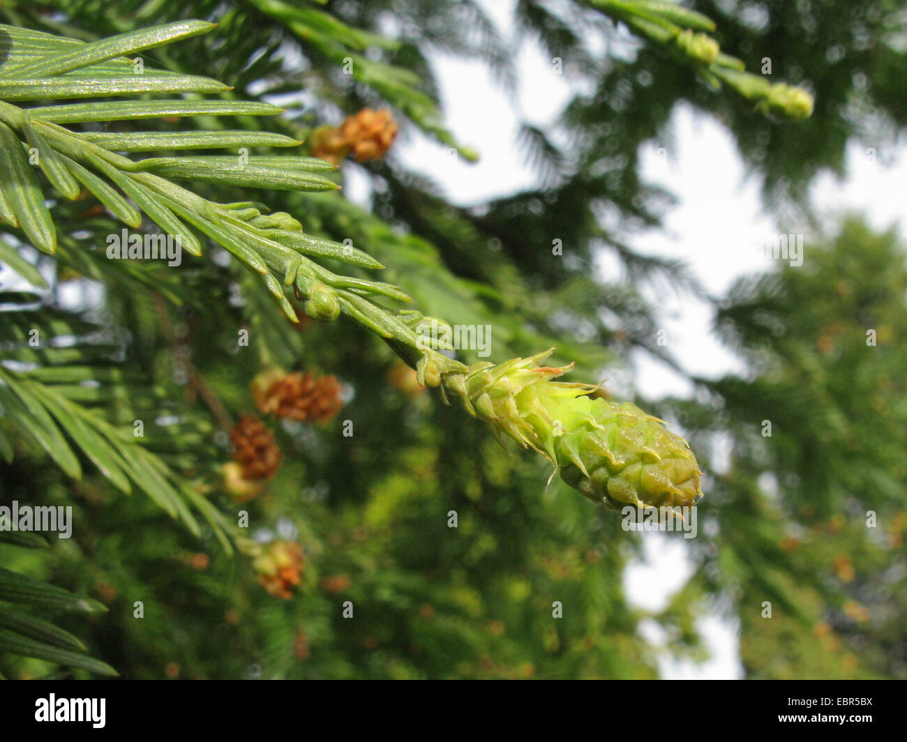 California redwood coast redwood (Sequoia sempervirens), il ramo con cono di giovani Foto Stock